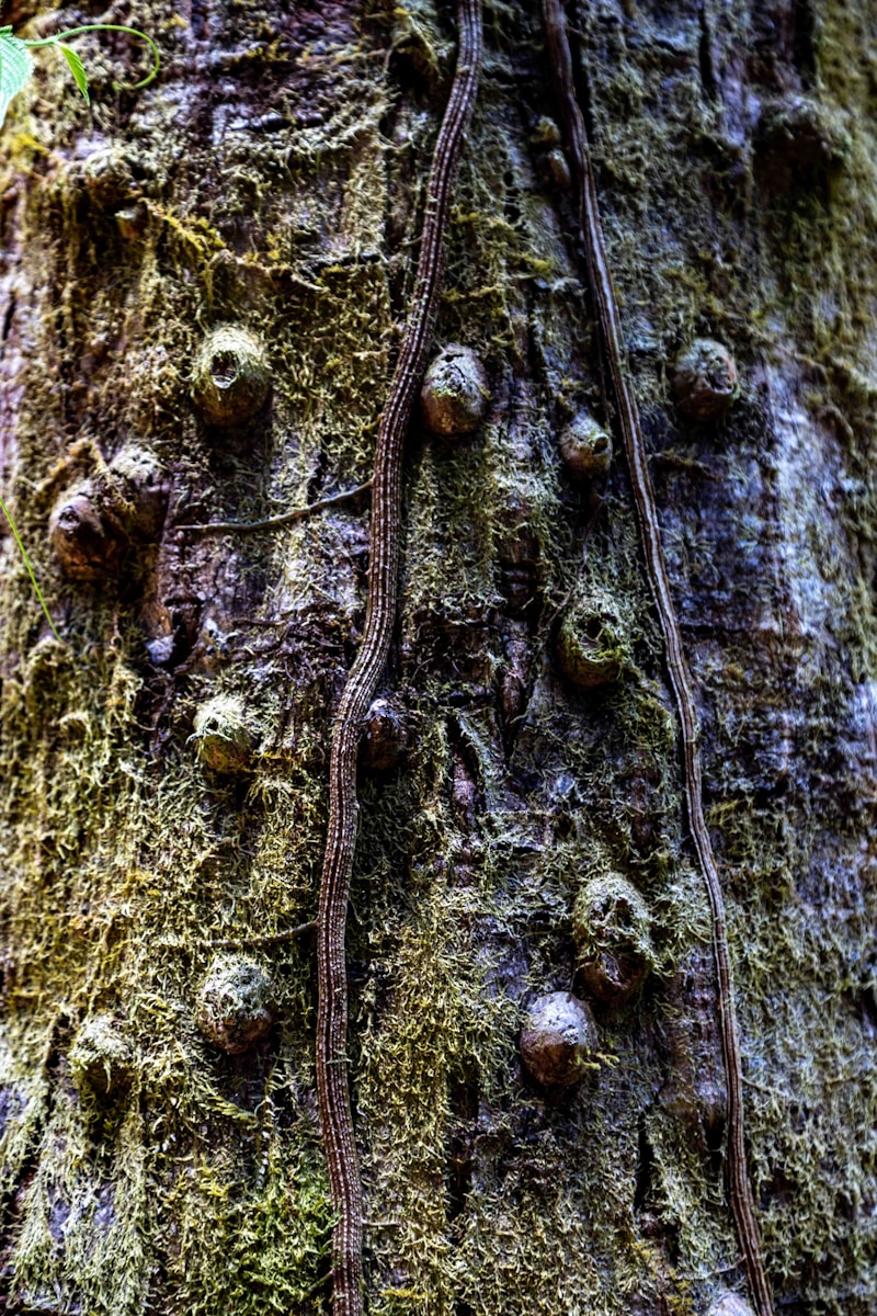 Standards for Lawyer Behavior