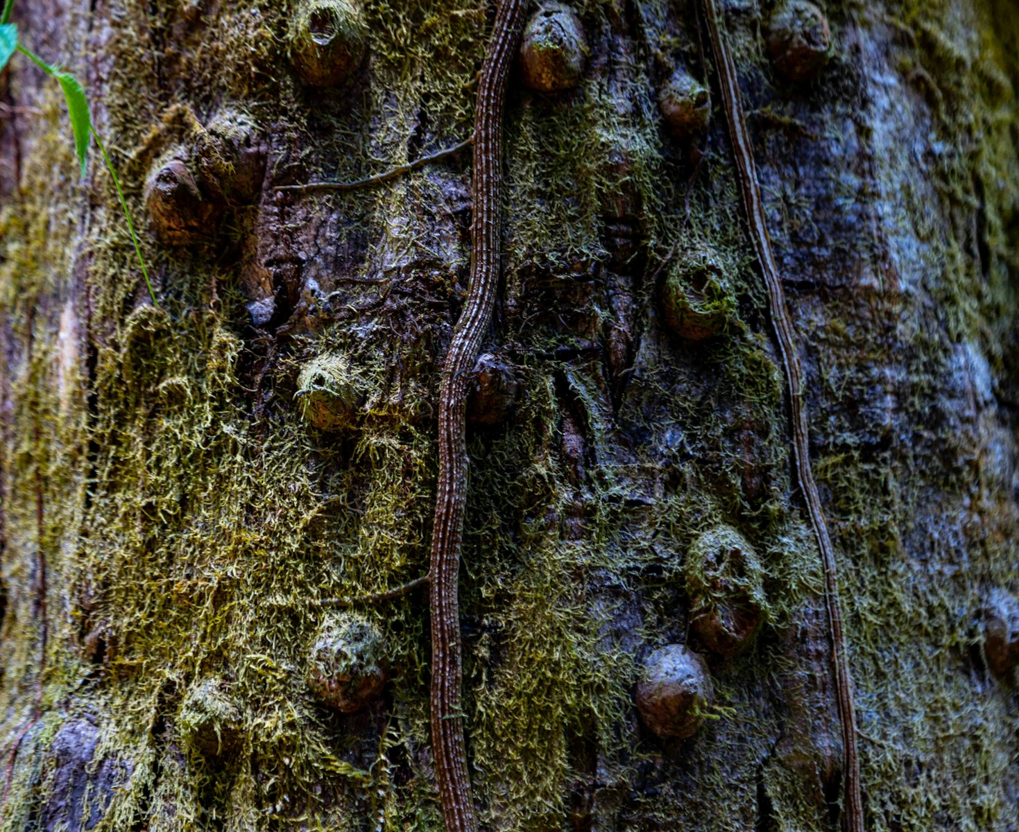 Legal Citation for Bibliographies